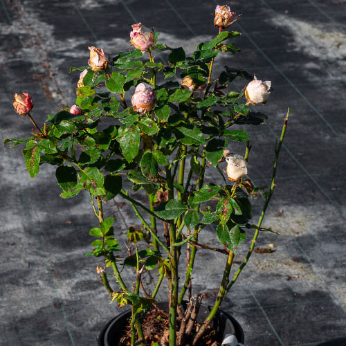 Роза чайно-гибридная Поль Рикар купить в Нижнем Новгороде