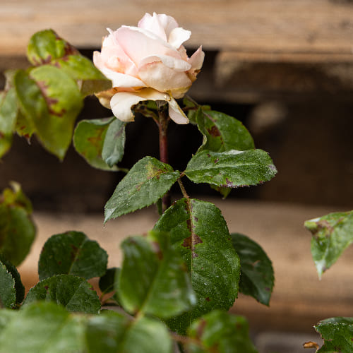 Роза чайно-гибридная Принц Жардиньер купить в Нижнем Новгороде