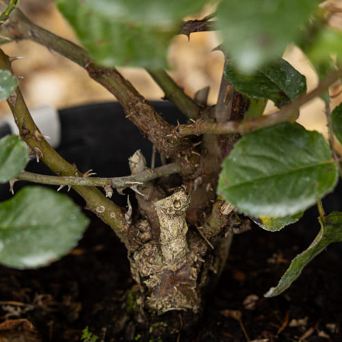 Роза чайно-гибридная Принц Жардиньер купить в Нижнем Новгороде
