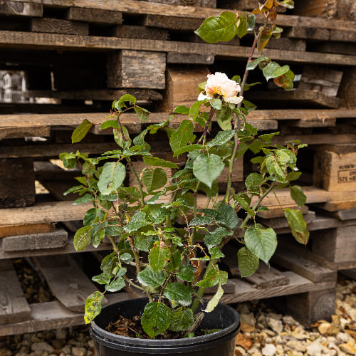 Роза чайно-гибридная Принц Жардиньер купить в Нижнем Новгороде