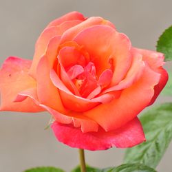 Роза чайно-гибридная Вояж купить