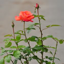 Роза чайно-гибридная Вояж купить во Владимире