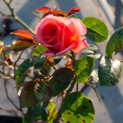 Роза чайно-гибридная Вояж купить в Нижнем Новгороде