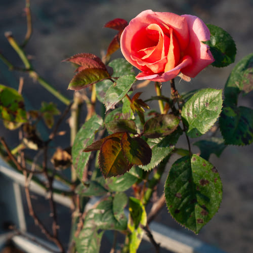 Роза чайно-гибридная Вояж купить в Нижнем Новгороде