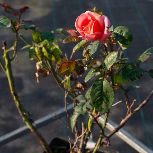 Роза чайно-гибридная Вояж купить в Нижнем Новгороде