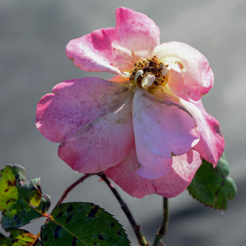 Роза чайно-гибридная Христофор Колумб сортовая купить в Нижнем Новгороде