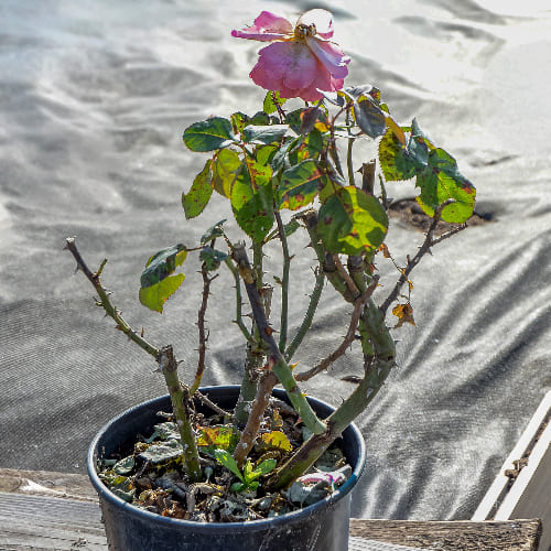 Роза чайно-гибридная Христофор Колумб сортовая купить в Нижнем Новгороде