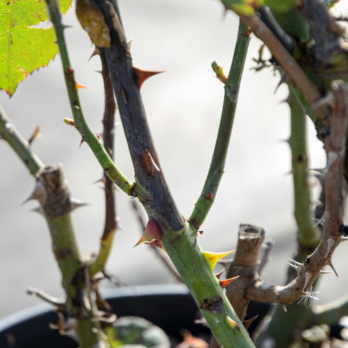 Роза чайно-гибридная Христофор Колумб сортовая купить в Нижнем Новгороде