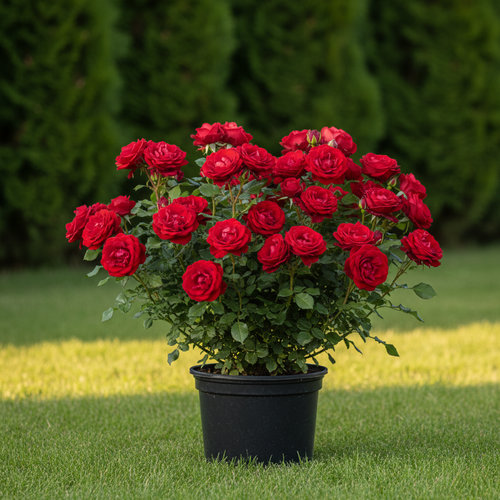 Роза чайно-гибридная Флорентина купить в Нижнем Новгороде