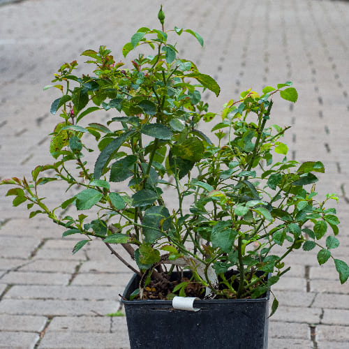 Роза миниатюрная Скарлет Хит купить в Нижнем Новгороде