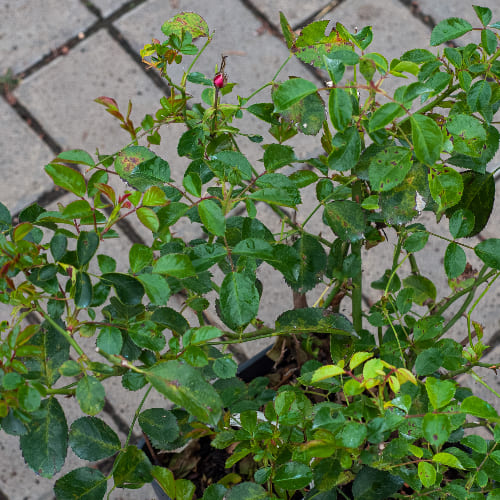 Роза миниатюрная Скарлет Хит купить в Нижнем Новгороде