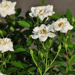 Роза миниатюрная White mini купить