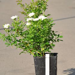 Роза миниатюрная White mini купить в Саранске