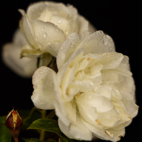 Роза миниатюрная White mini купить в Нижнем Новгороде