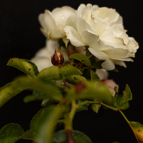 Роза миниатюрная White mini купить в Нижнем Новгороде