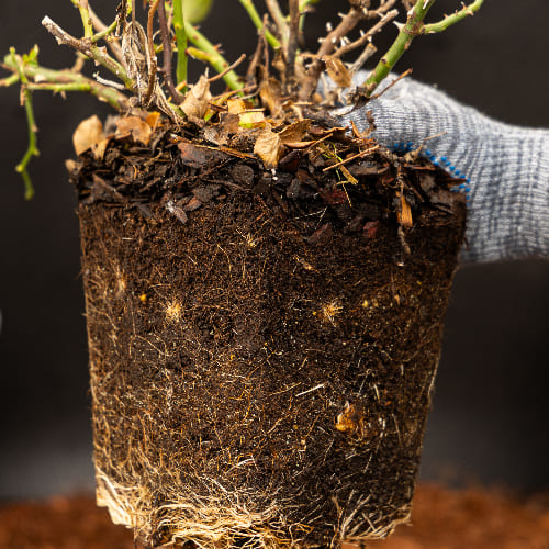 Роза миниатюрная White mini купить в Нижнем Новгороде