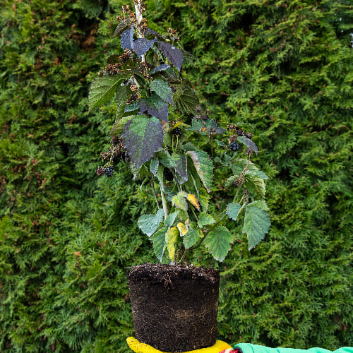 Ежемалина Тэйбери купить во Владимире