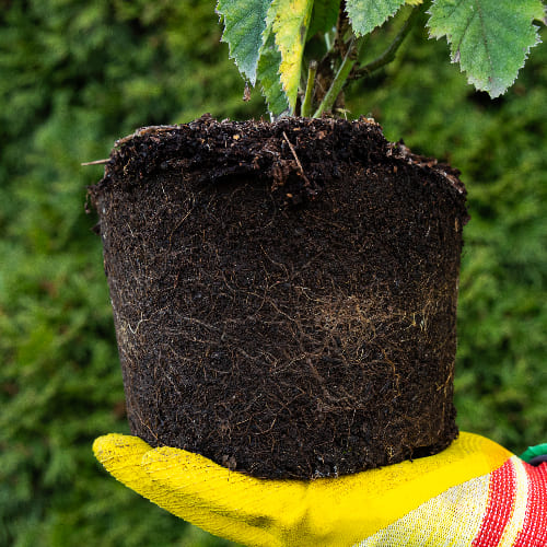 Ежемалина Тэйбери купить во Владимире