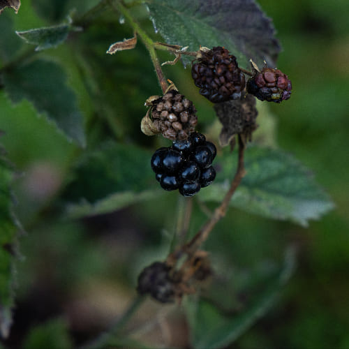 Ежемалина Тэйбери купить во Владимире