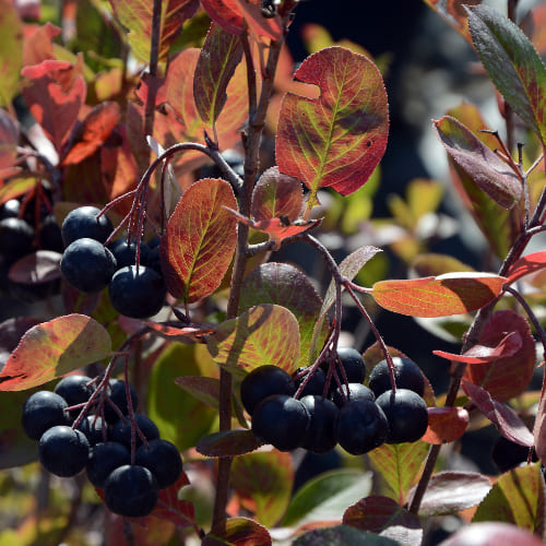 Рябина черноплодная (Арония) купить в Нижнем Новгороде