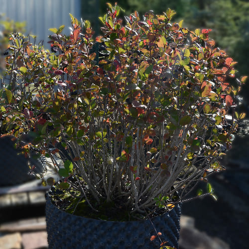 Рябина черноплодная (Арония) купить в Нижнем Новгороде