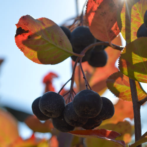 Рябина черноплодная (Арония) купить в Нижнем Новгороде