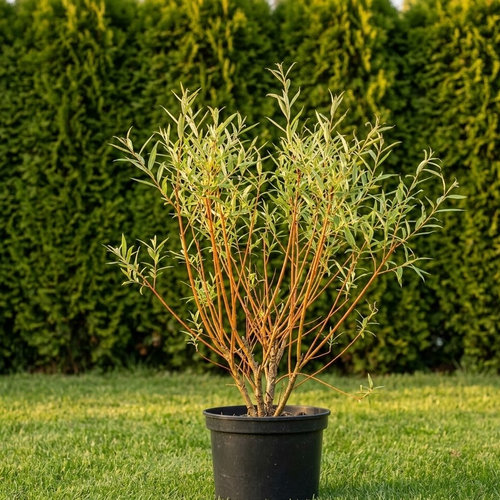 Ива белая Чермезина купить во Владимире