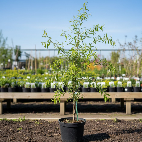 Ива козья купить в Нижнем Новгороде