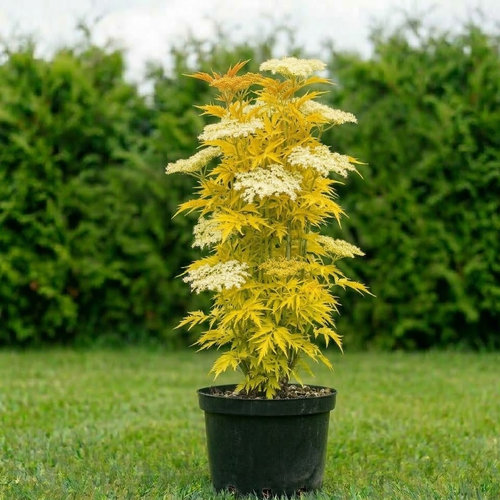 Бузина черная Plumosa Aurea купить в Саранске