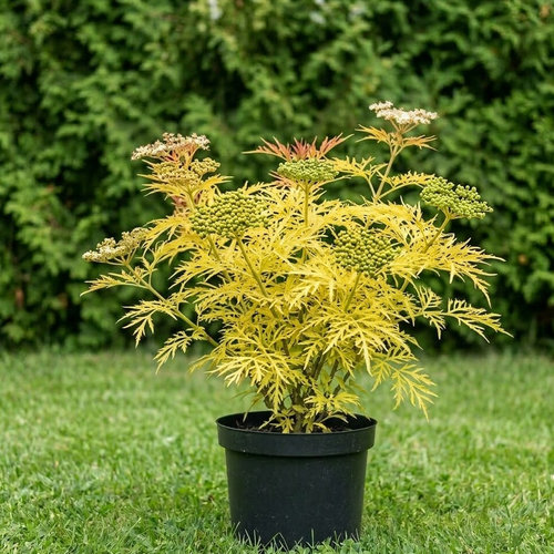 Бузина красная Golden Lace купить в Саранске