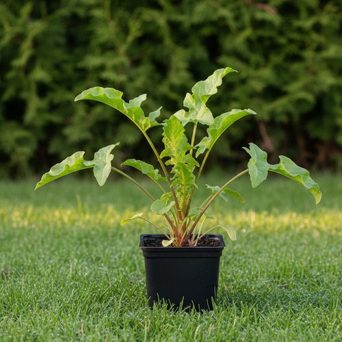 Щавель Бельвильский купить во Владимире