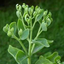 Очиток видный Фрости Мон купить в Нижнем Новгороде