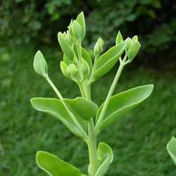 Очиток видный Фрости Мон купить в Нижнем Новгороде