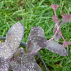 Очиток гибридный  Пёпл Эмперер купить в Нижнем Новгороде