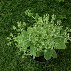 Очиток видный Брилиант купить в Нижнем Новгороде