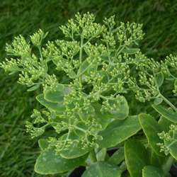 Очиток видный Брилиант купить в Нижнем Новгороде