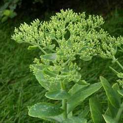 Очиток видный Брилиант купить в Нижнем Новгороде