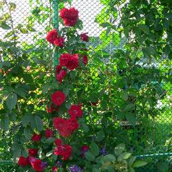 Решетка садовая купить в Нижнем Новгороде