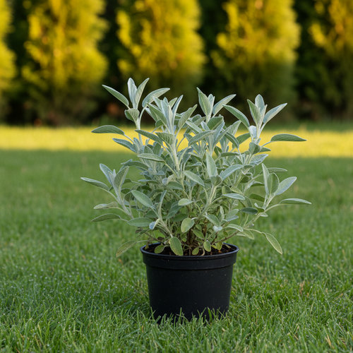 Шалфей овощной Нектар купить во Владимире