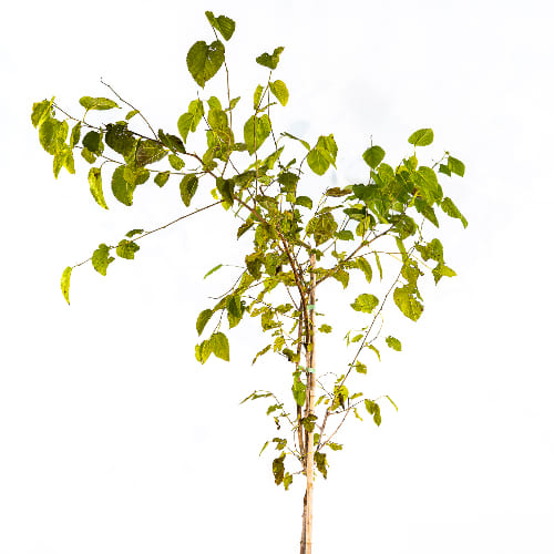 Шелковица Синяя купить во Владимире