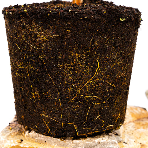 Шелковица Синяя купить во Владимире