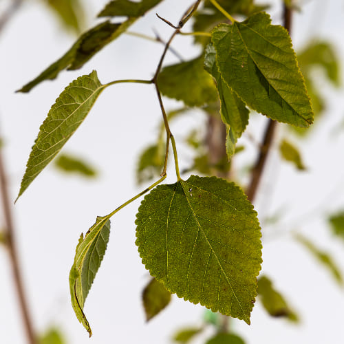 Шелковица Синяя купить во Владимире