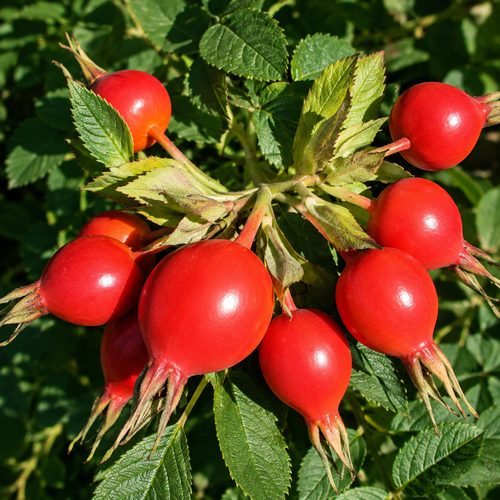 Шиповник Витаминный купить в Пензе