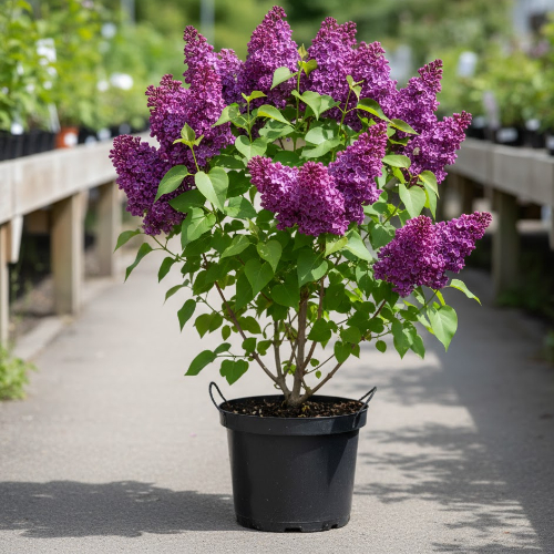 Сирень Аметист купить во Владимире