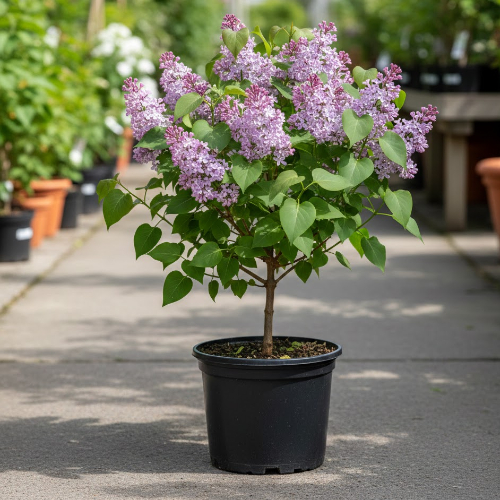 Сирень Изобилие купить во Владимире