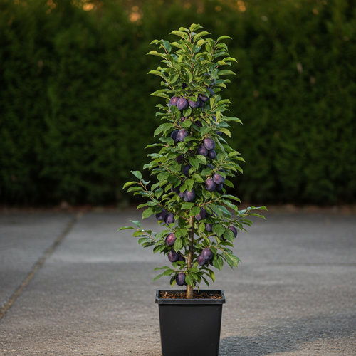 Слива Анже колоновидная купить в Чебоксарах