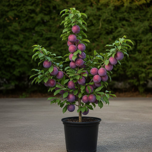 Слива Бербанк гигант купить в Чебоксарах