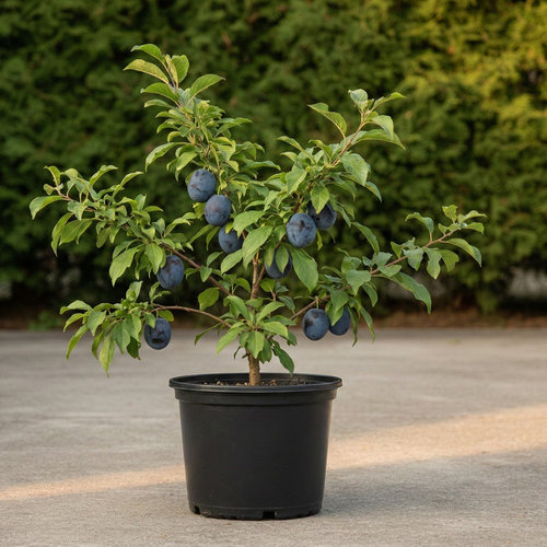 Слива Блю Фри купить в Чебоксарах