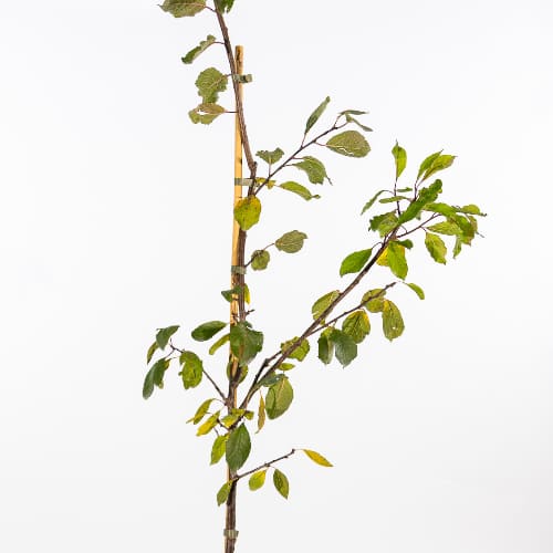 Слива Блю Фри купить в Чебоксарах