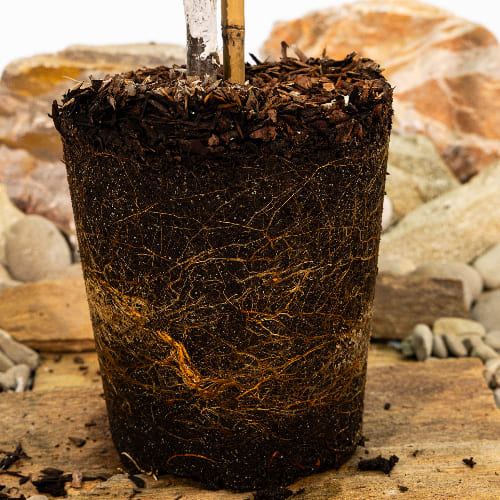 Слива Блю Фри купить в Чебоксарах